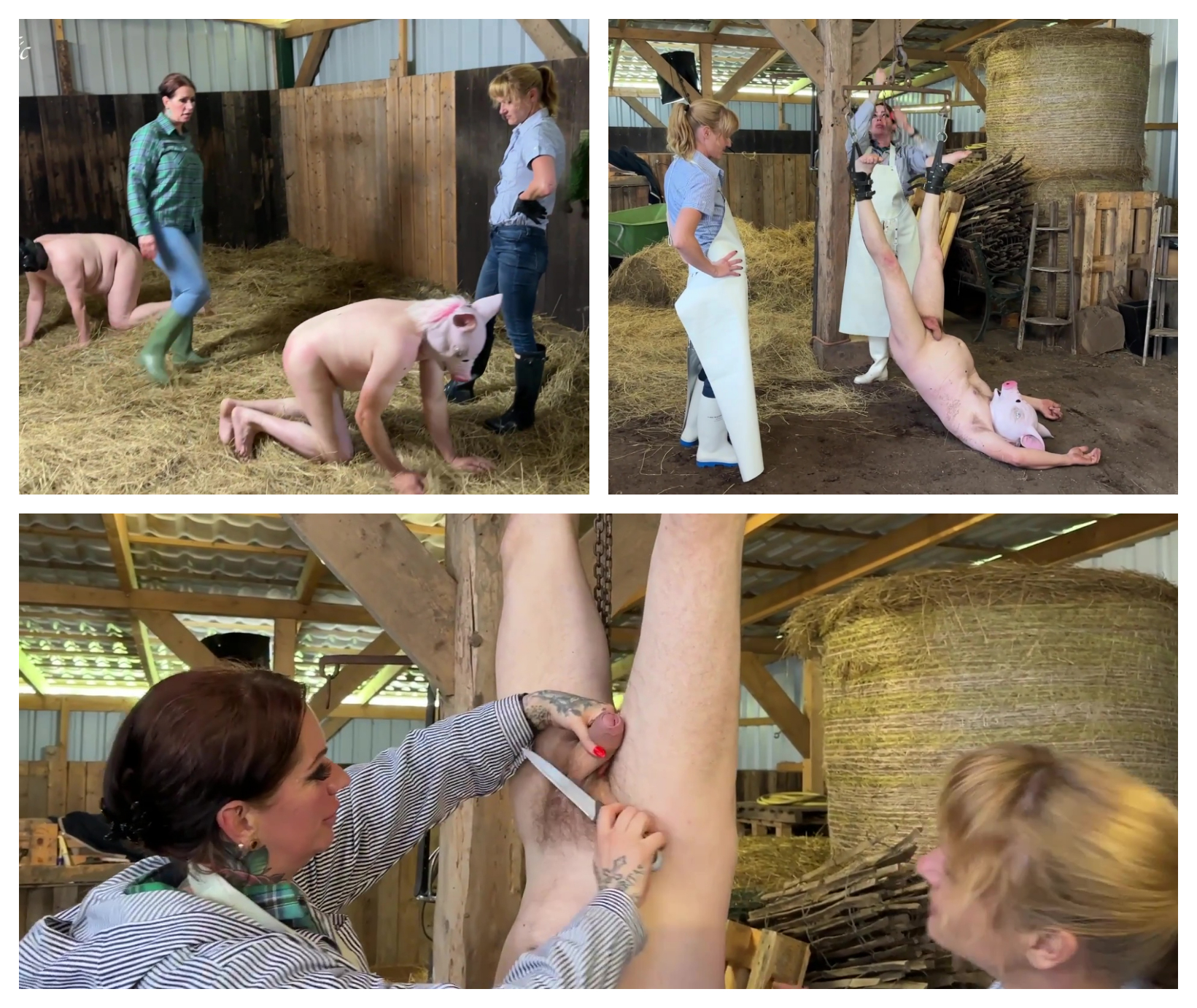 castration process of new pigs in the slaughterhouse